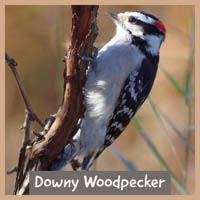 Downy Woodpecker